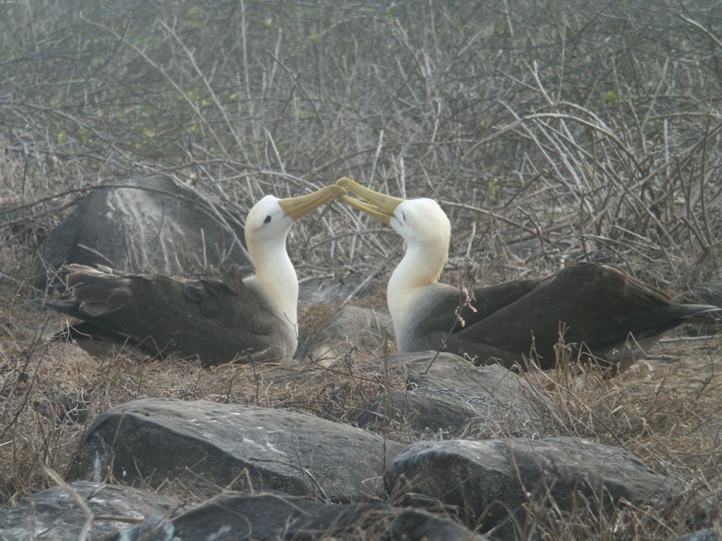 Waved Albatross, Española Island, Galapagos, Ecuador, January 8, 2005