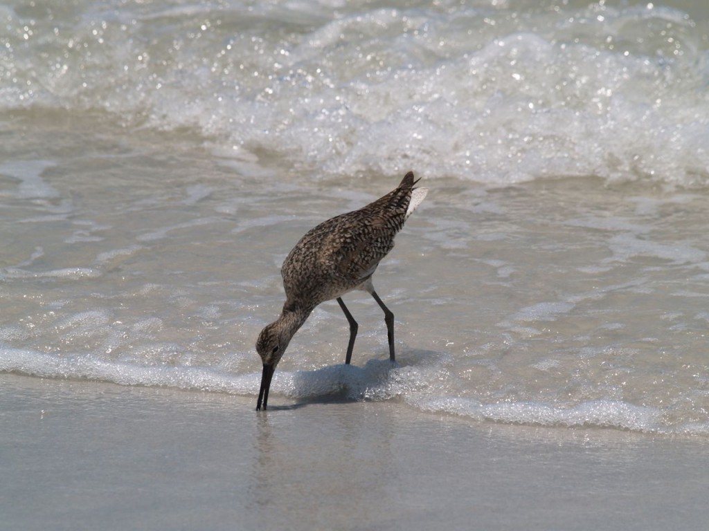 Willet, Caladesi Island State Park, Dunedin, Florida, USA, June 30, 2012