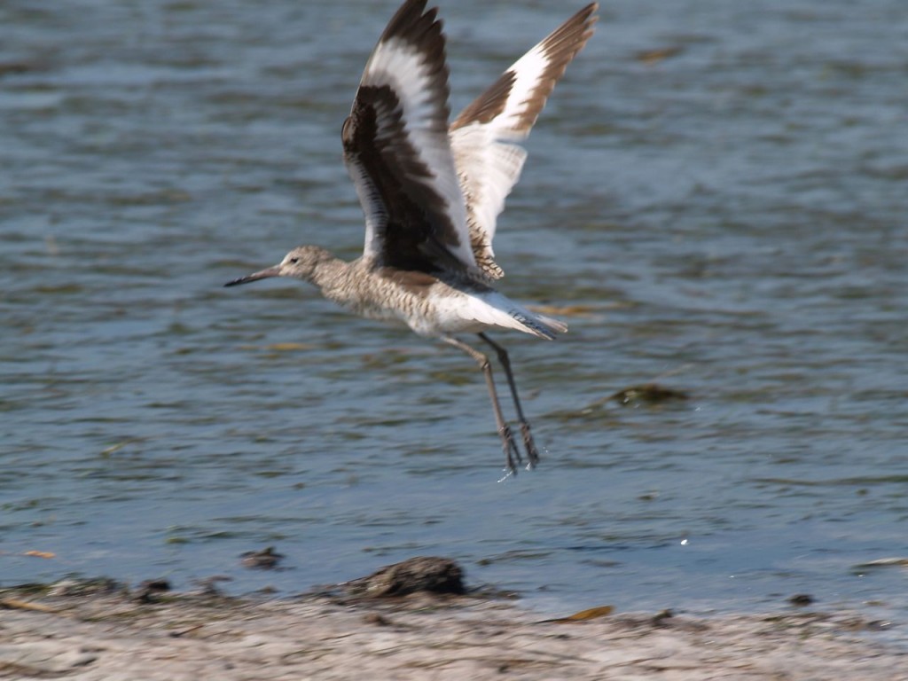 Willet, Ft. De Soto, St. Petersburg, Florida, USA, June 29, 2012