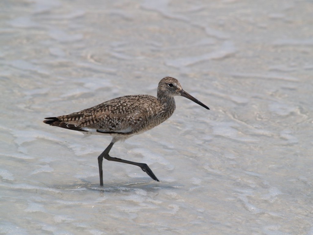 Willet, Caladesi Island State Park, Dunedin, Florida, USA, June 30, 2012