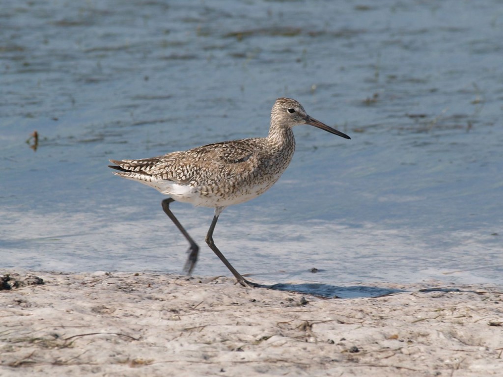 Willet, Ft. De Soto, St. Petersburg, Florida, USA, June 29, 2012