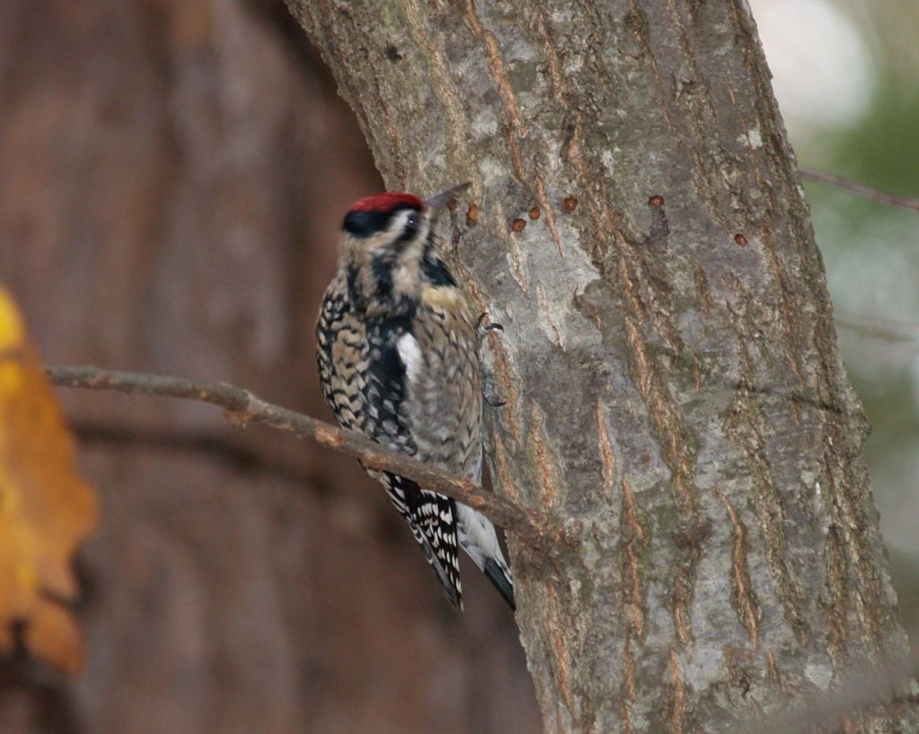 Yellow-bellied Sapsucker (female), Chapel Hill, North Carolina, USA, December 5, 2007