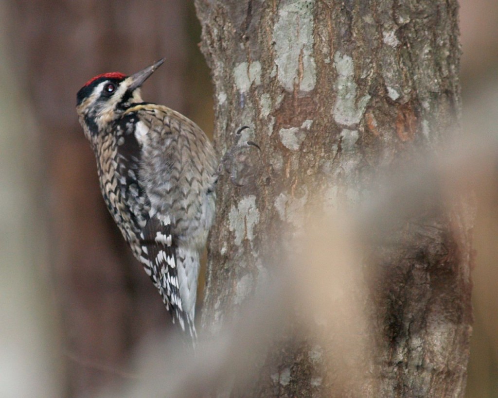 Yellow-bellied Sapsucker (female), Chapel Hill, North Carolina, USA, December 5, 2007