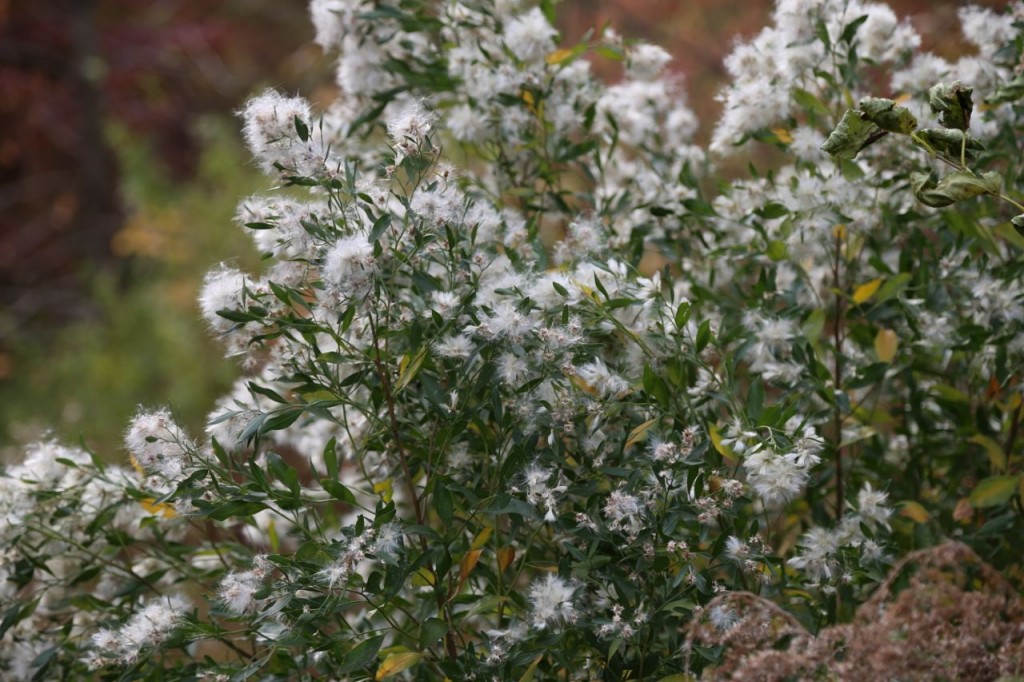 cotton flowers