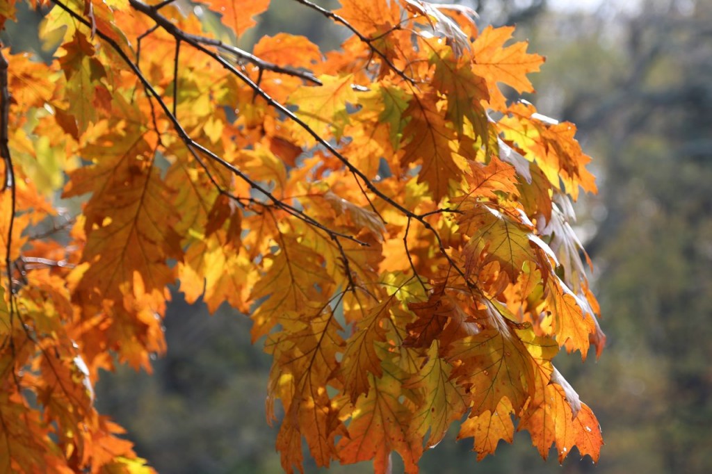 oak leaves