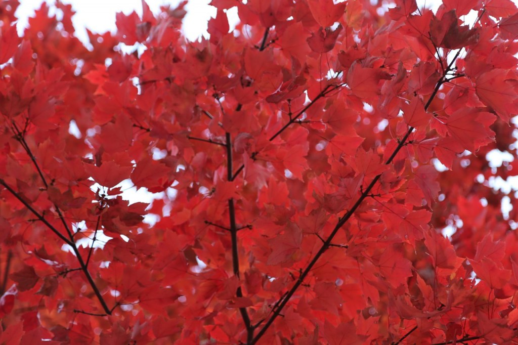 red maple leaves