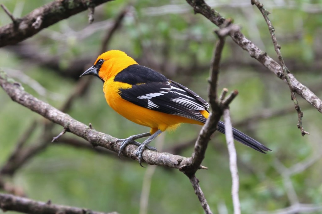 Altamira Oriole