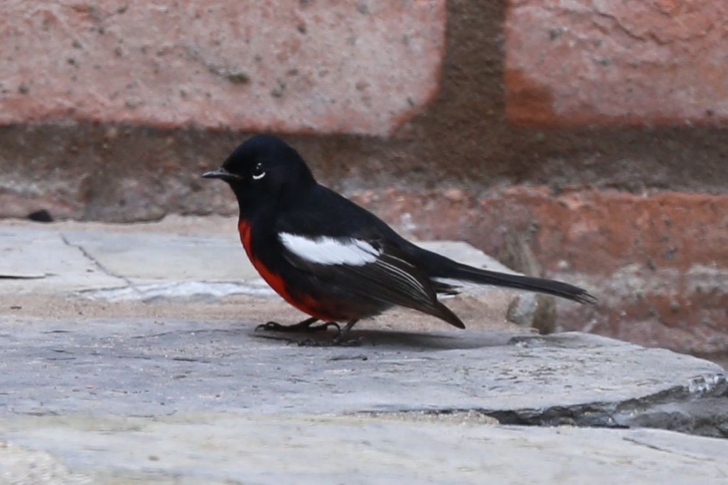 Painted Redstart