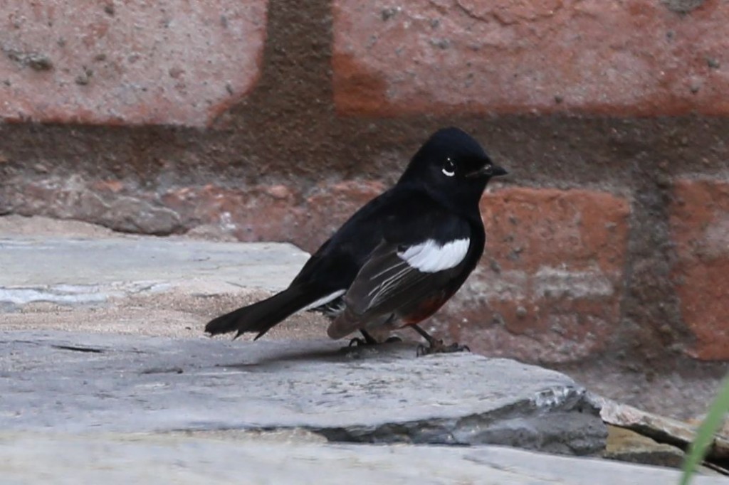 Painted Redstart