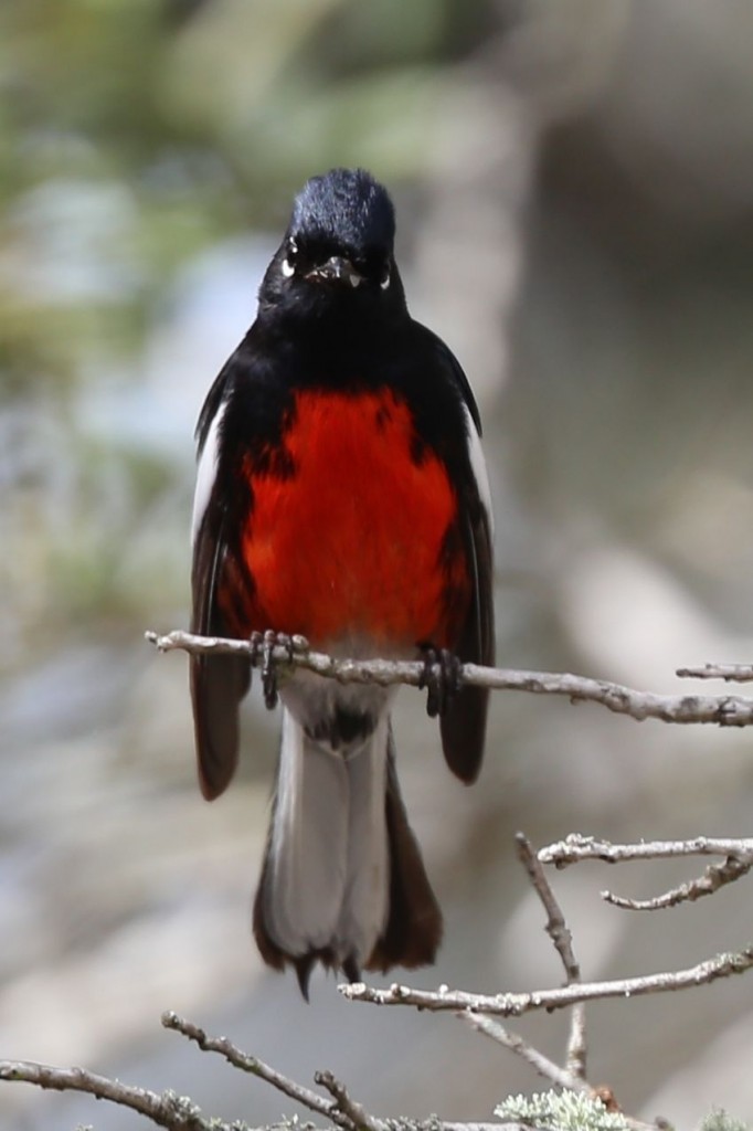 Painted Redstart