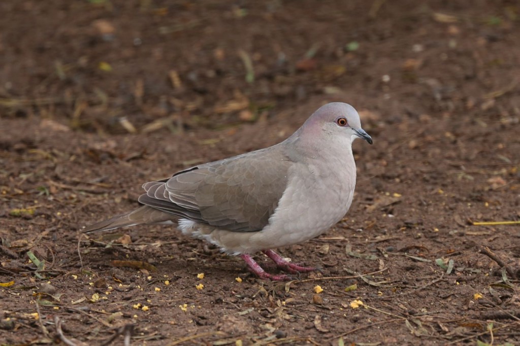 White-tipped Dove