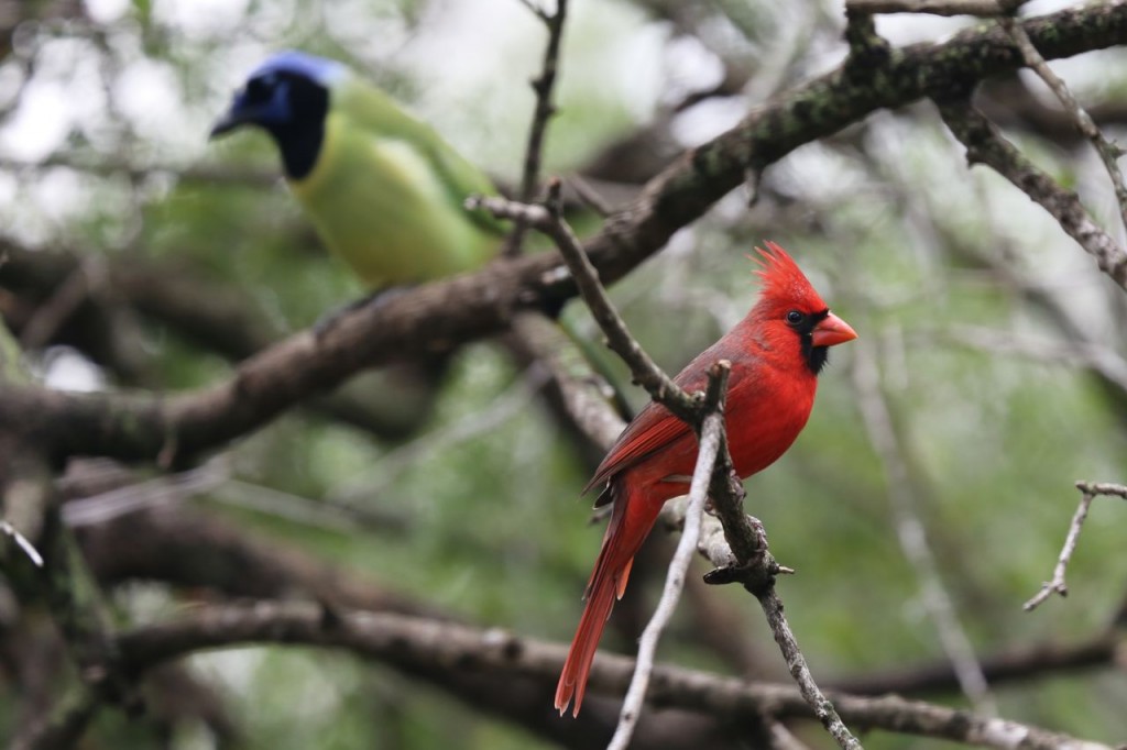 Northern cardinal and green jay