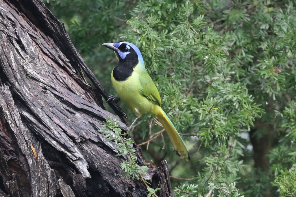 Green jay