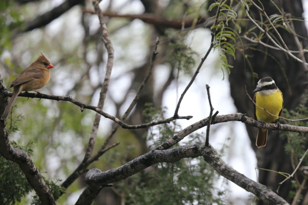 Great kiskadee and northern cardinal