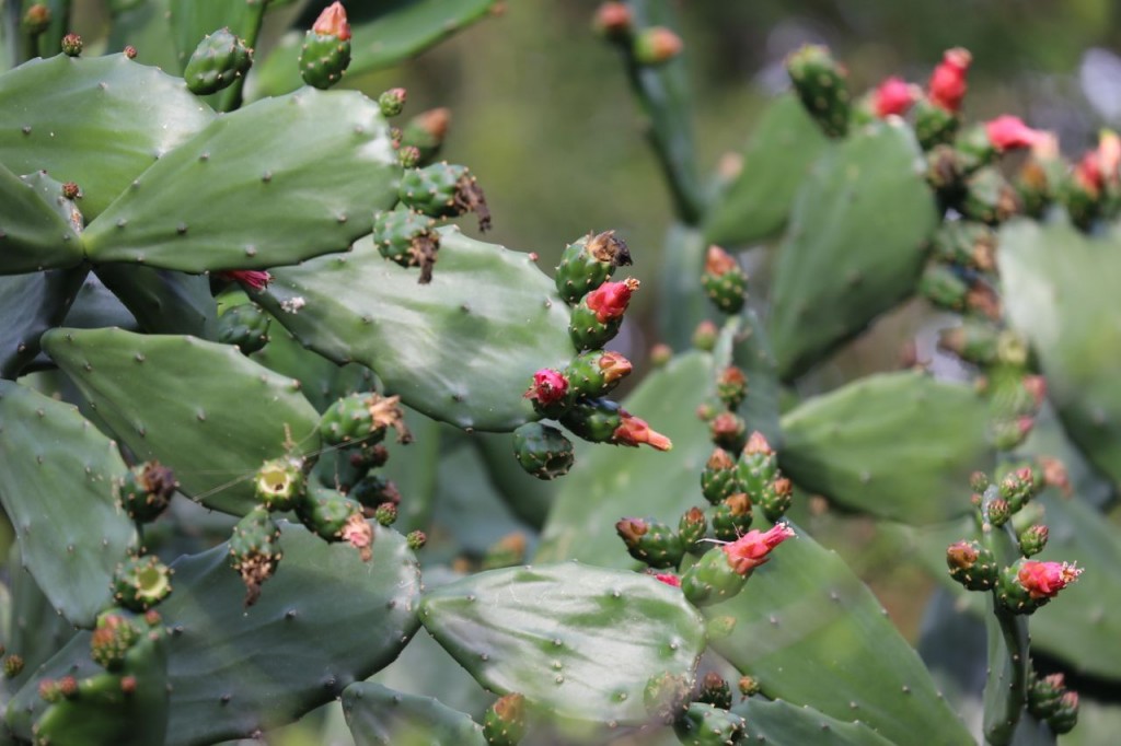 Prickly pear