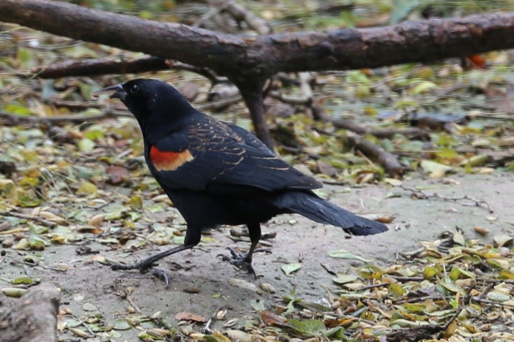 Red-winged blackbird