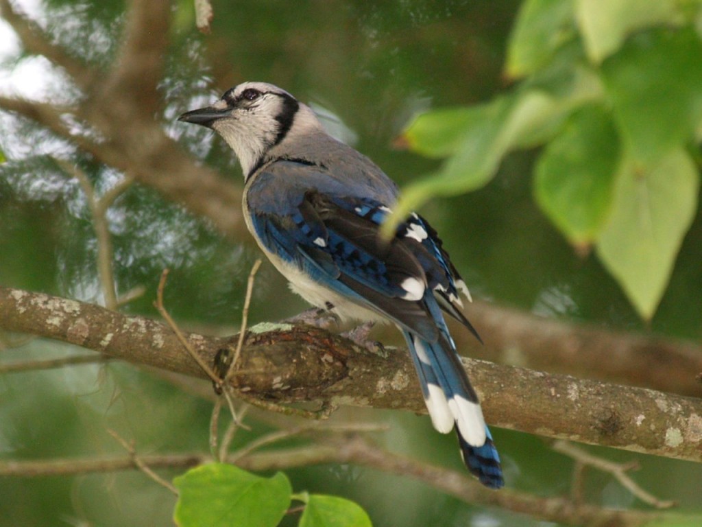 Blue Jay, Sunset Beach, North Carolina, USA, July 18, 2009