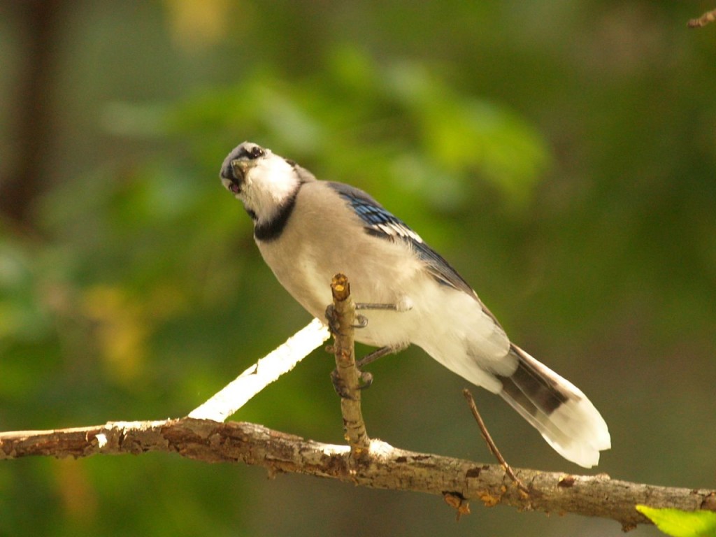 Blue Jay, Chapel Hill, North Carolina, USA, September 6, 2009