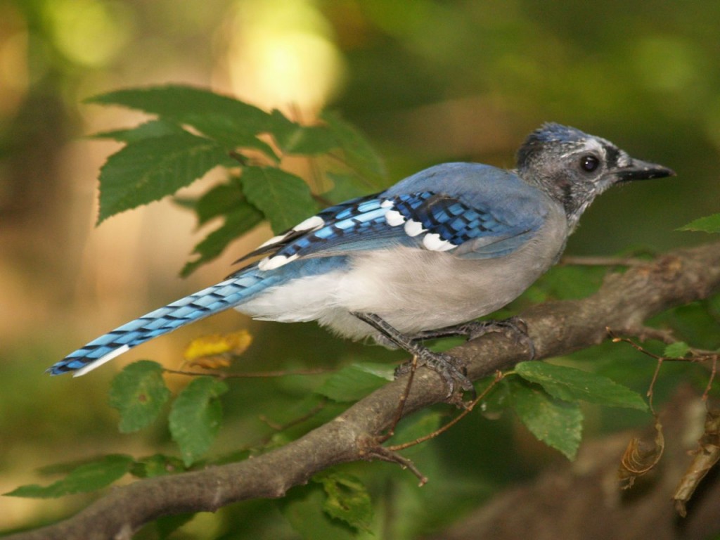 Blue Jay, Chapel Hill, North Carolina, USA, September 6, 2009