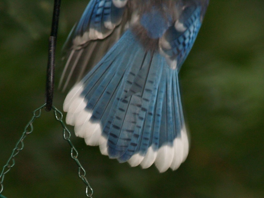 Blue Jay, Chapel Hill, North Carolina, USA, August 16, 2009