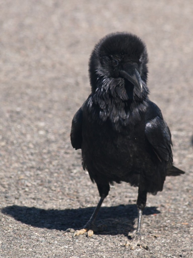 Common Raven, Bryce Canyon National Park, Bryce Canyon, Utah, USA, March 16, 2010