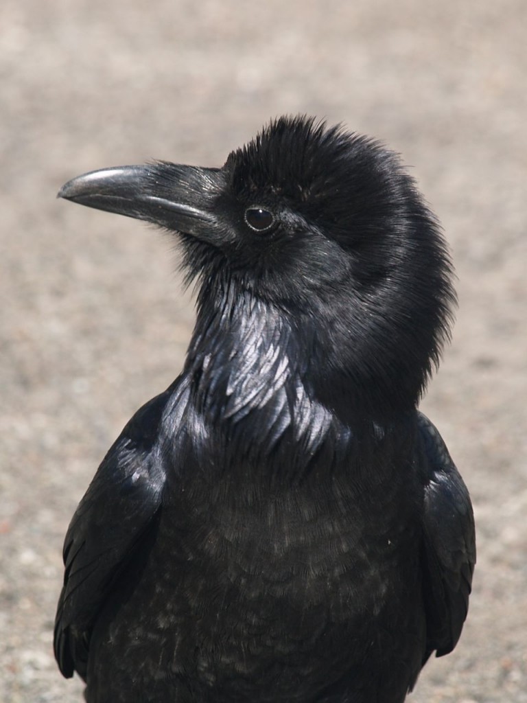 Common Raven, Bryce Canyon National Park, Bryce Canyon, Utah, USA, March 16, 2010