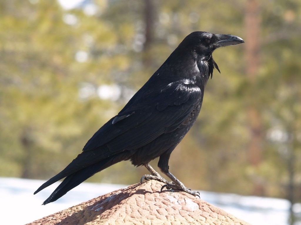 Common Raven, Bryce Canyon National Park, Bryce Canyon, Utah, USA, March 16, 2010