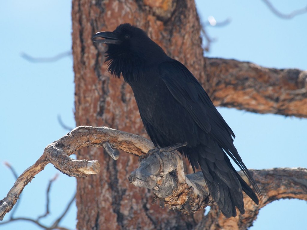 Common Raven, Bryce Canyon National Park, Bryce Canyon, Utah, USA, March 16, 2010