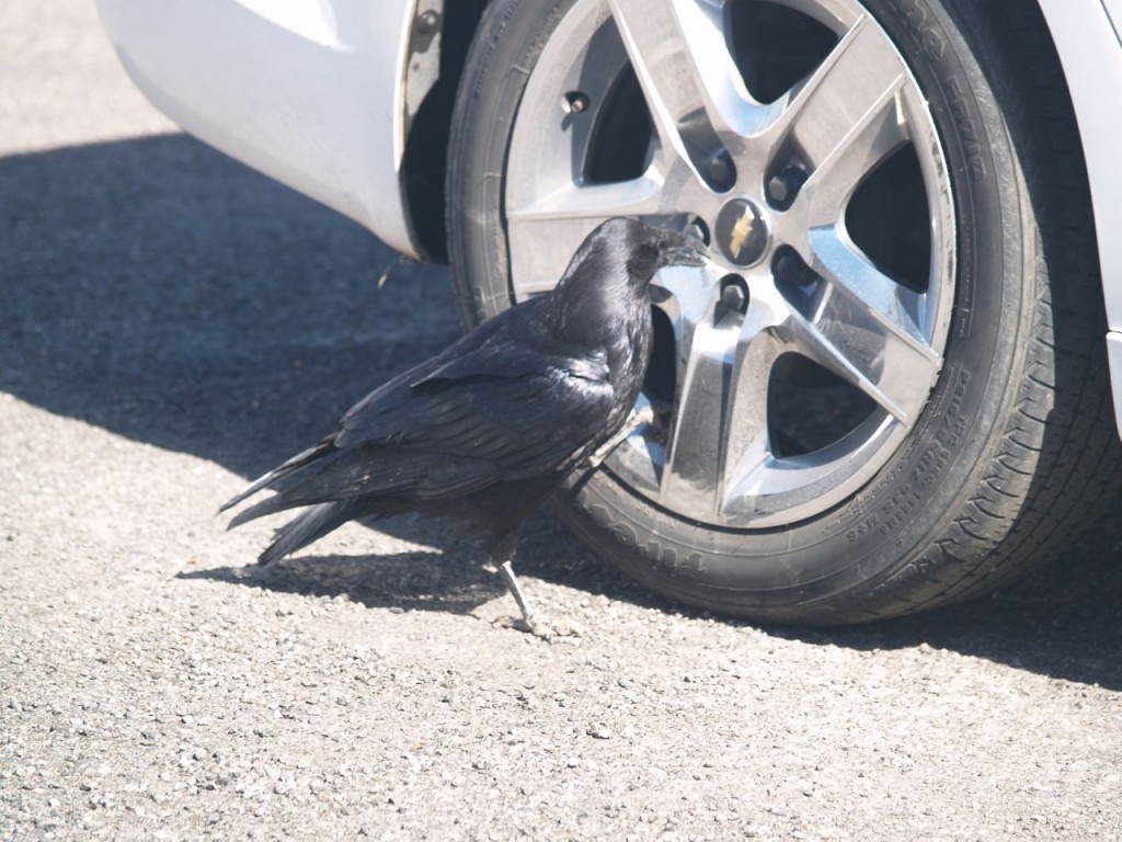 Common Raven, Bryce Canyon National Park, Bryce Canyon, Utah, USA, March 16, 2010