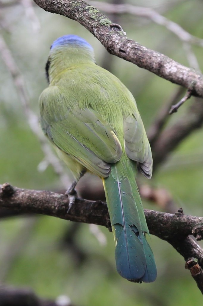 Green Jay, Bentsen-Rio Grande Valley State Park, Mission, Texas, USA, December 28, 2013