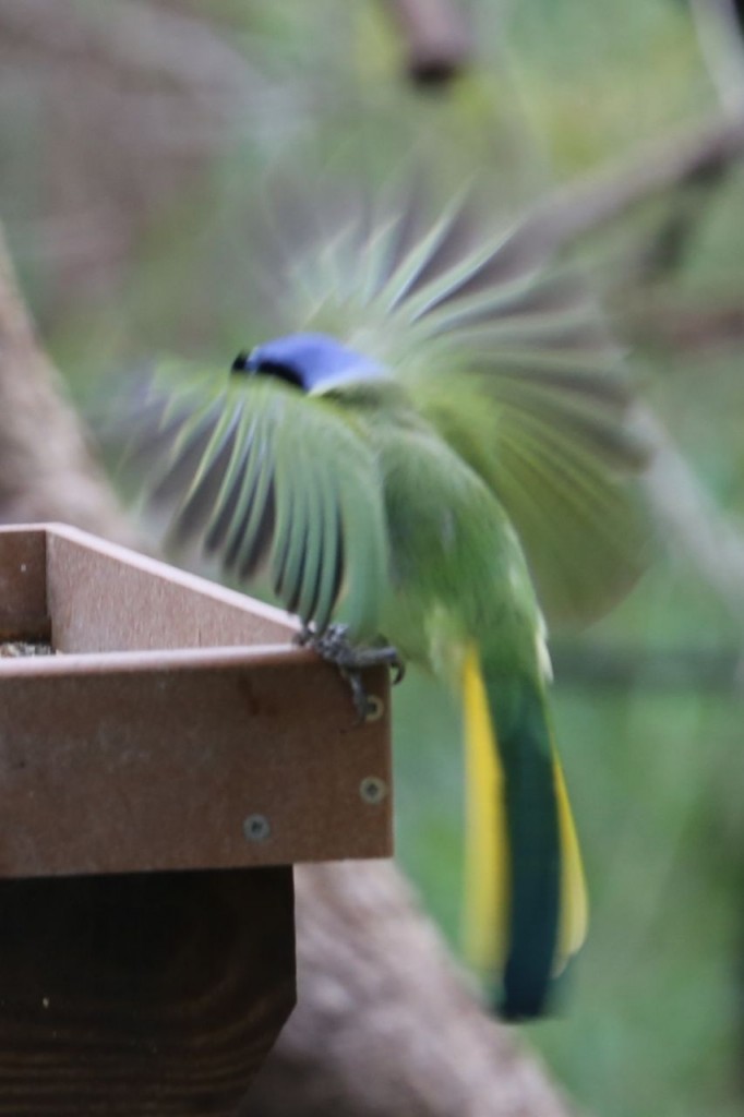 Green Jay, Bentsen-Rio Grande Valley State Park, Mission, Texas, USA, December 28, 2013