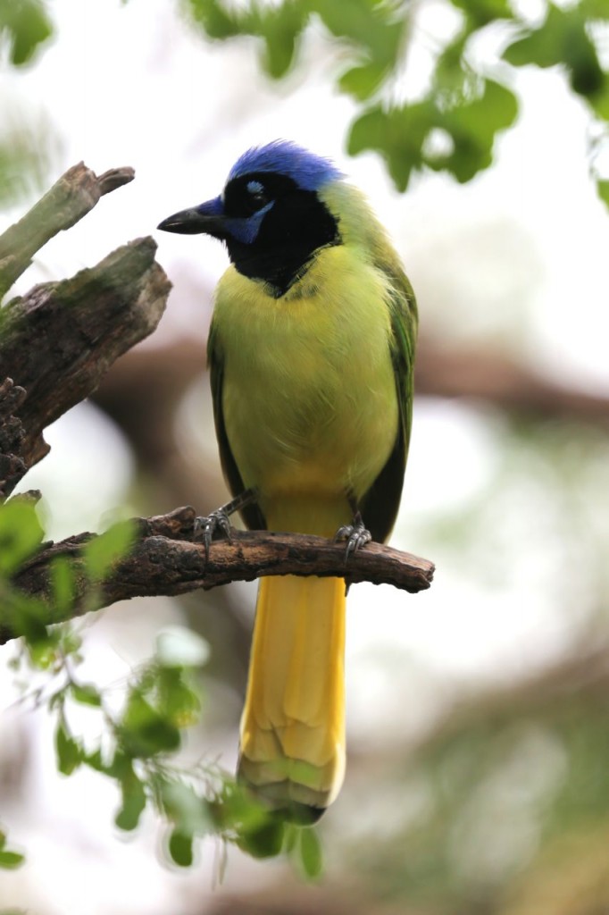 Green Jay, Bentsen-Rio Grande Valley State Park, Mission, Texas, USA, December 28, 2013