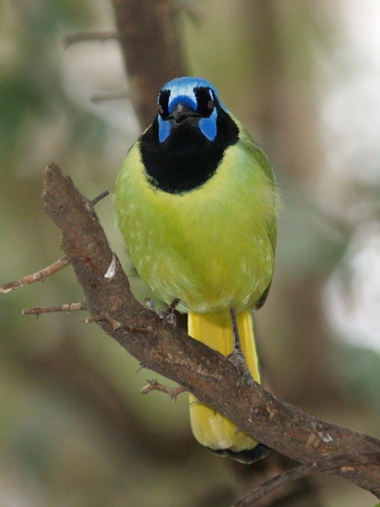 Green Jay, Santa Ana National Wildlife Refuge, Weslaco, Texas, USA, December 29, 2008