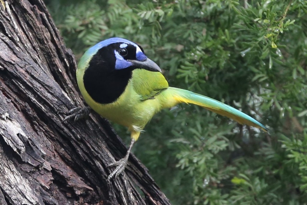 Green Jay, Bentsen-Rio Grande Valley State Park, Mission, Texas, USA, December 28, 2013