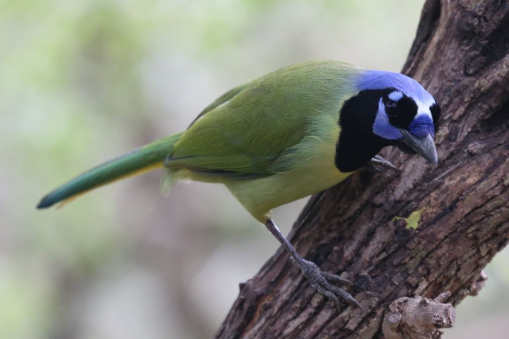 Green Jay, Bentsen-Rio Grande Valley State Park, Mission, Texas, USA, December 28, 2013