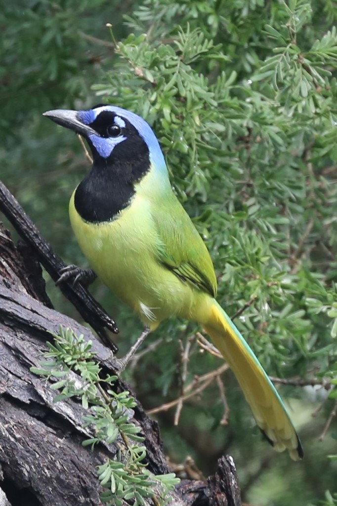 Green Jay, Bentsen-Rio Grande Valley State Park, Mission, Texas, USA, December 28, 2013