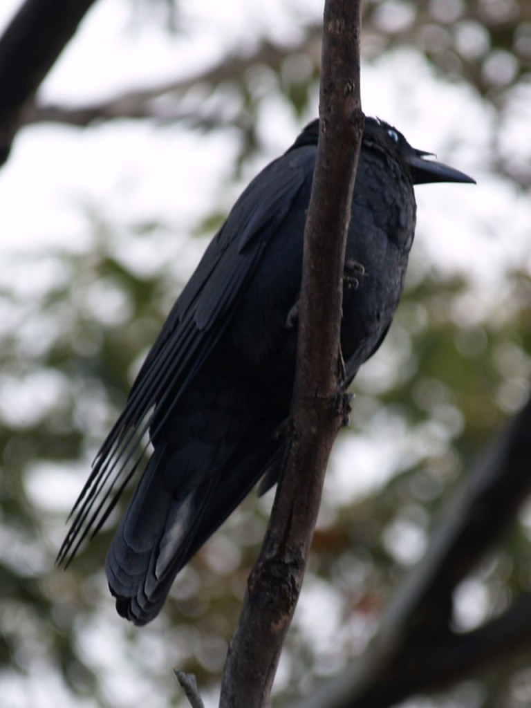 Little Raven, Lathami Conservation Reserve, Kangaroo Island, South Australia, Australia, October 6, 2010