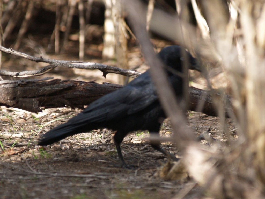 Little Raven, Lathami Conservation Reserve, Kangaroo Island, South Australia, Australia, October 6, 2010