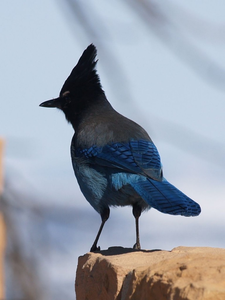 Steller's Jay (Interior), Bryce Canyon National Park, Bryce Canyon, Utah, USA, March 16, 2010