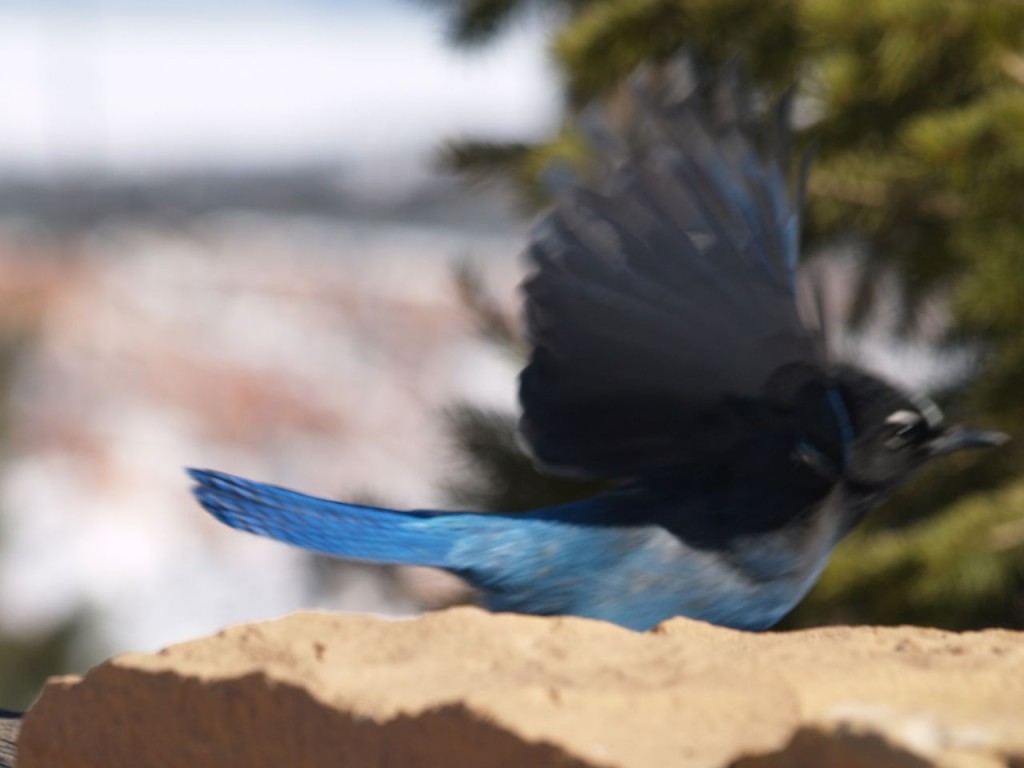 Steller's Jay (Interior), Bryce Canyon National Park, Bryce Canyon, Utah, USA, March 16, 2010