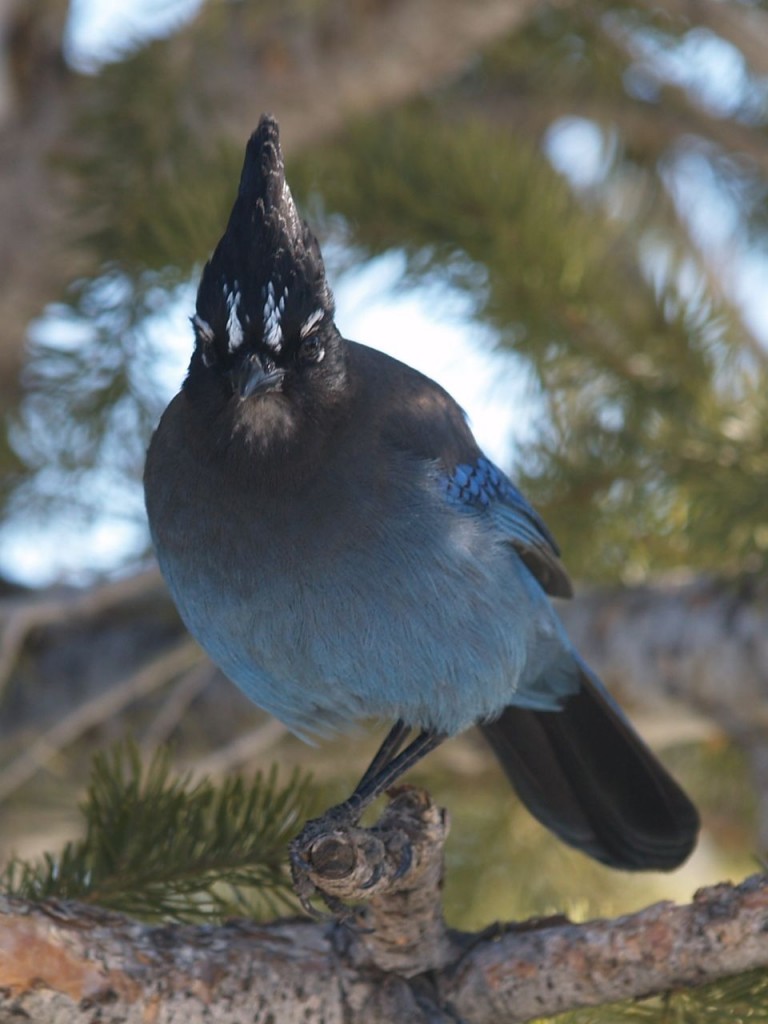 Steller's Jay (Interior), Bryce Canyon National Park, Bryce Canyon, Utah, USA, March 16, 2010