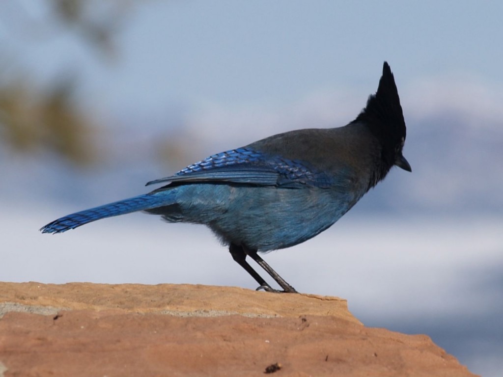 Steller's Jay (Interior), Bryce Canyon National Park, Bryce Canyon, Utah, USA, March 16, 2010