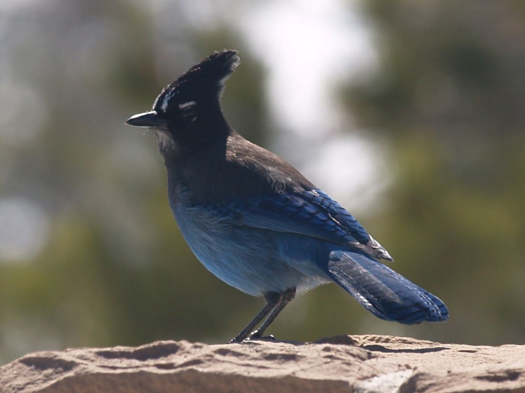 Steller's Jay (Interior), Bryce Canyon National Park, Bryce Canyon, Utah, USA, March 16, 2010