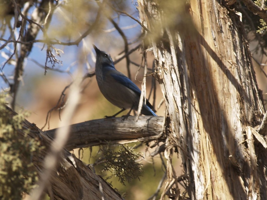 Western Scrub-Jay, Kanub, Utah, USA, March 15, 2010