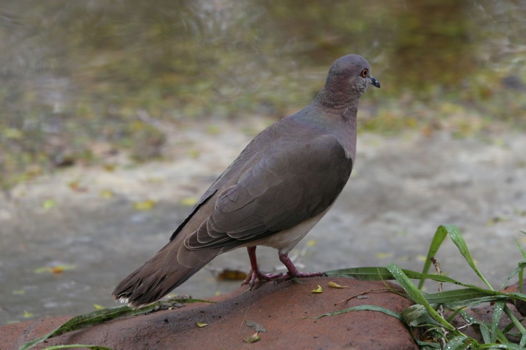 White-tipped Dove, Bentsen-Rio Grande Valley State Park, Mission, Texas, USA, December 28, 2013