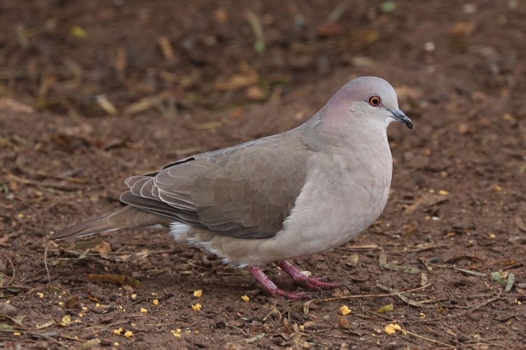 White-tipped Dove, Bentsen-Rio Grande Valley State Park, Mission, Texas, USA, December 28, 2013