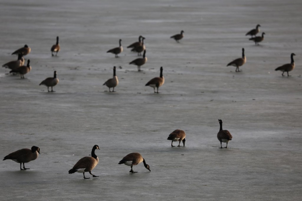 Canada Geese on the frozen Tidal Basin