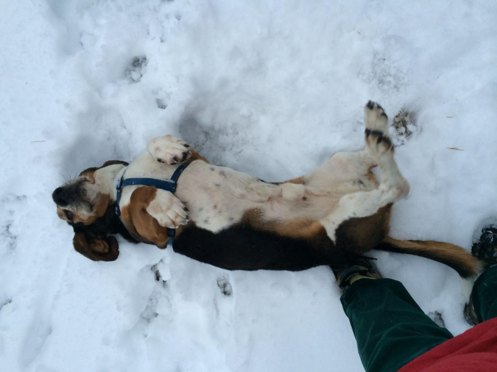 Ferdinand loves rolling in the snow