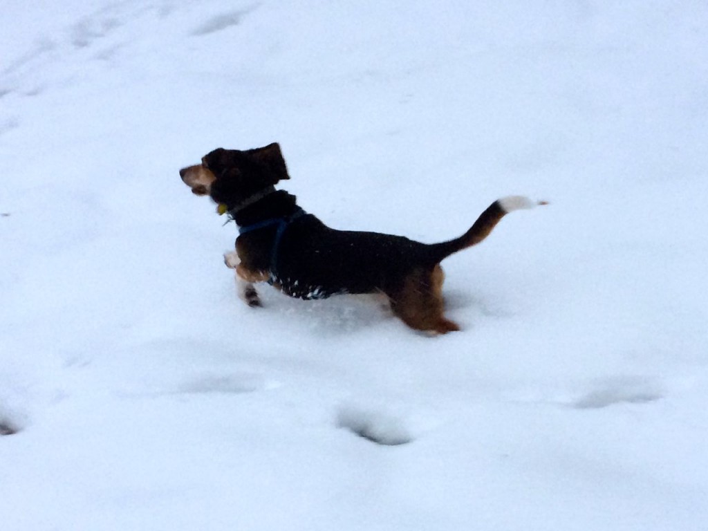 Ferdinand leaping through the snow