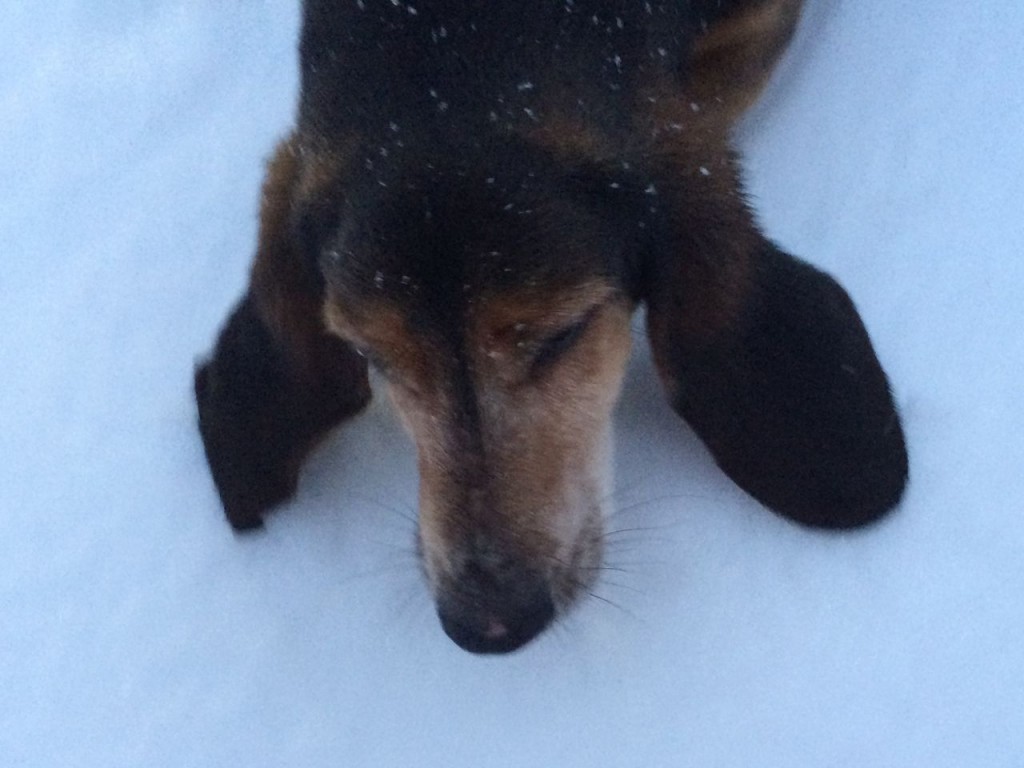 Ferdinand sniffing the snow